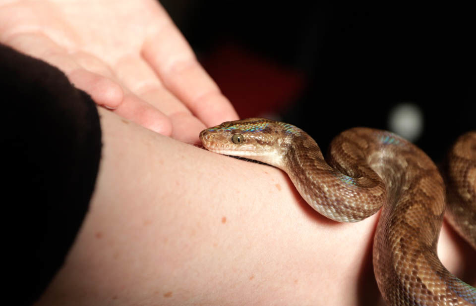Snake 2